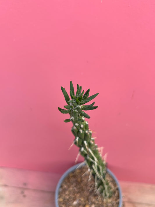Austrocylindropuntia subulata (994)