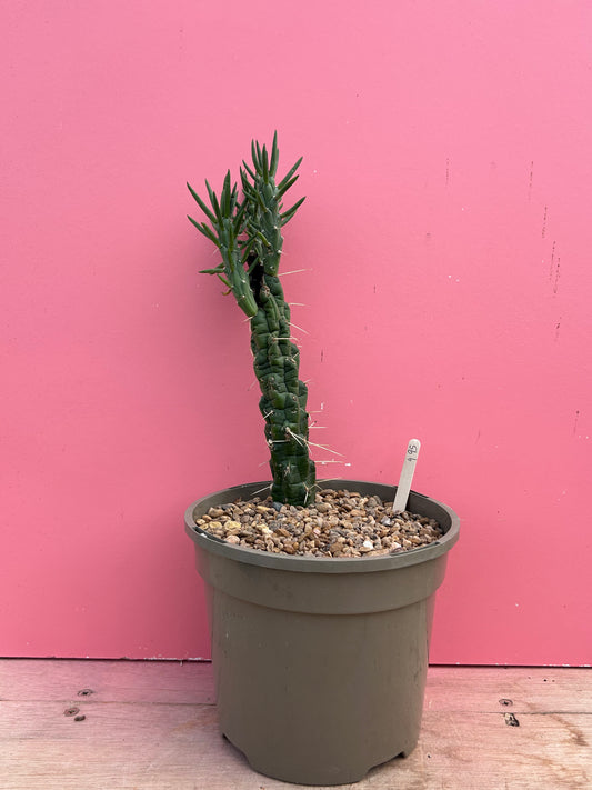 Austrocylindropuntia subulata (995)