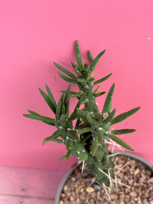 Austrocylindropuntia subulata (995)