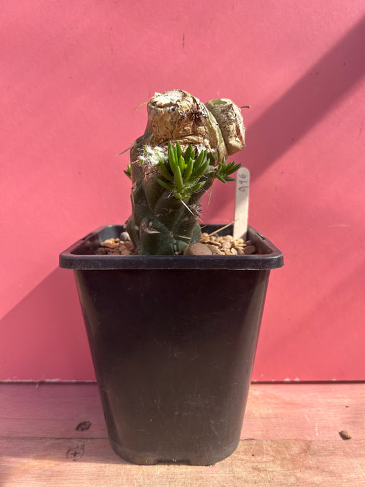Austrocylindropuntia subulata (996)