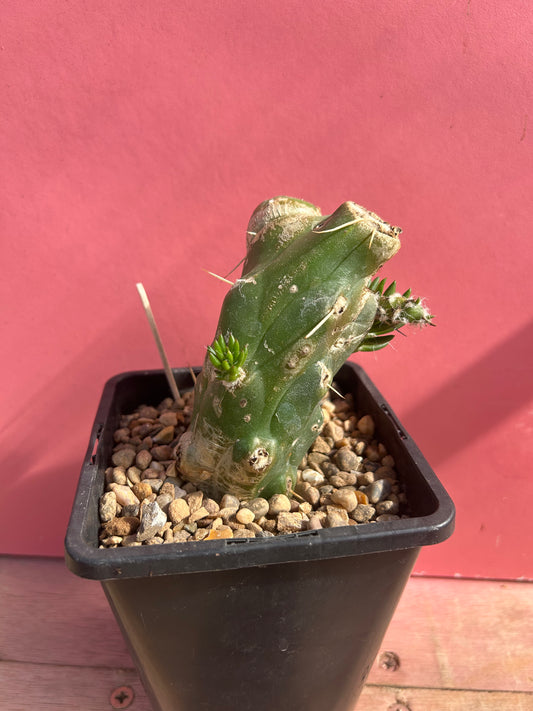 Austrocylindropuntia subulata (996)