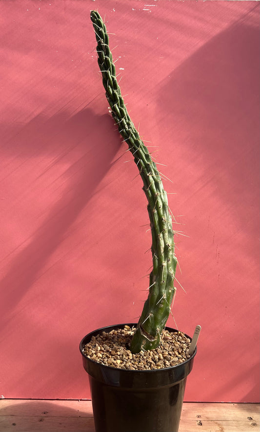 Austrocylindropuntia subulata (997)