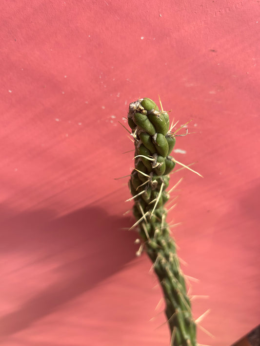 Austrocylindropuntia subulata (997)