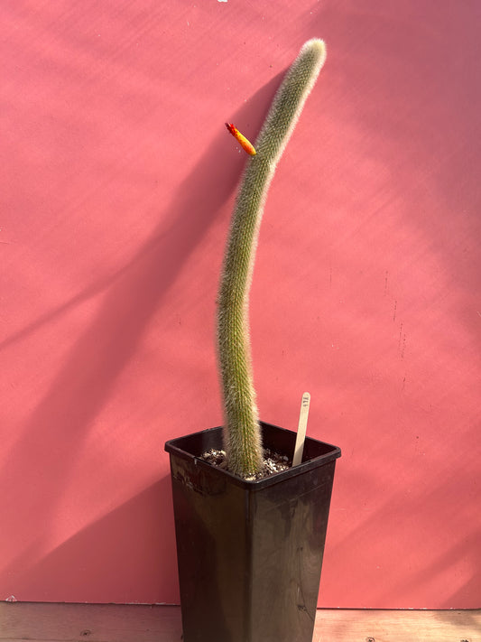 Cleistocactus strausii (998)