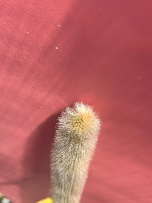 Cleistocactus strausii (998)