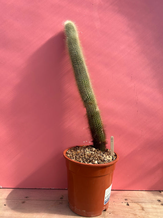 Cleistocactus species (999)