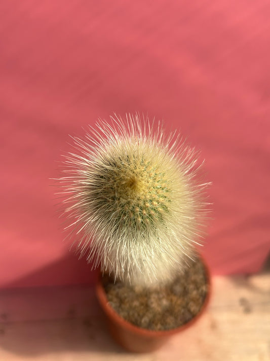 Cleistocactus species (999)