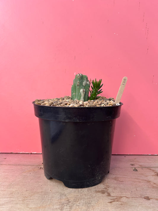 Austrocylindropuntia subulata (1000)
