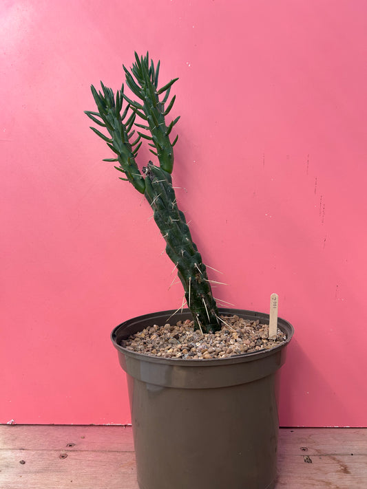 Austrocylindropuntia subulata (1002)