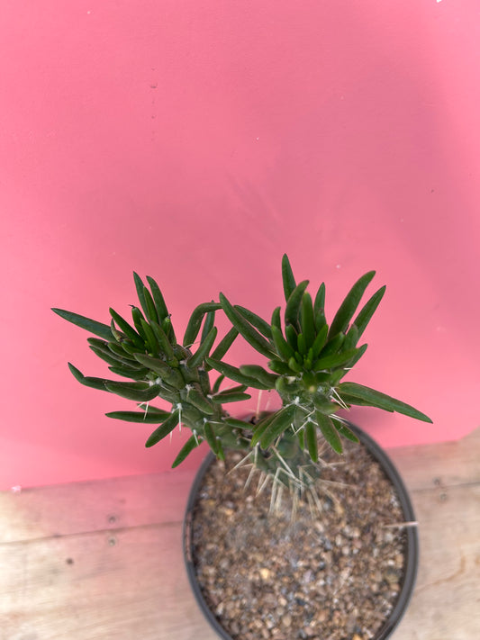 Austrocylindropuntia subulata (1002)