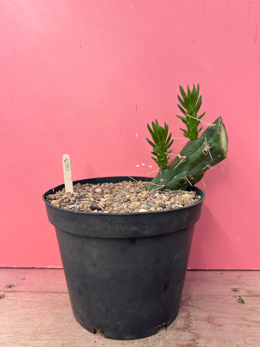 Austrocylindropuntia subulata (1003)