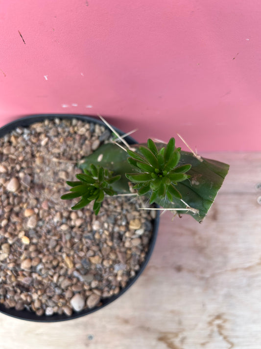 Austrocylindropuntia subulata (1003)