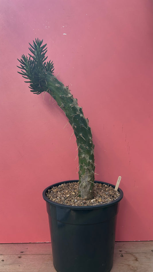 Austrocylindropuntia subulata (1004)