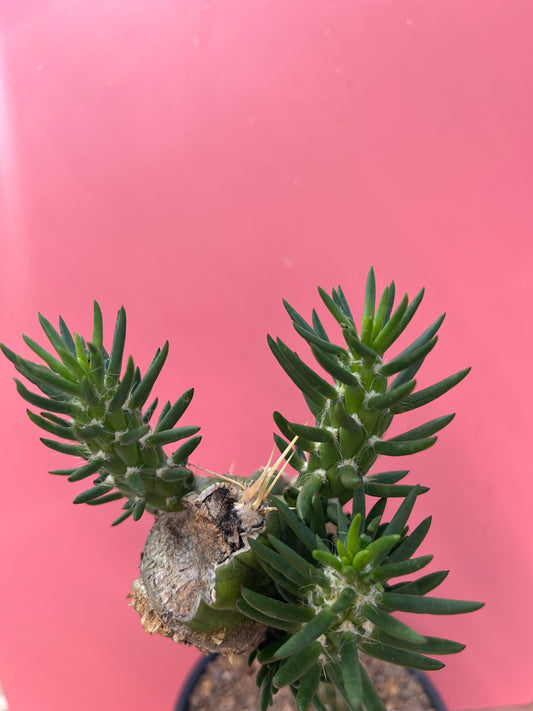 Austrocylindropuntia subulata (1004)