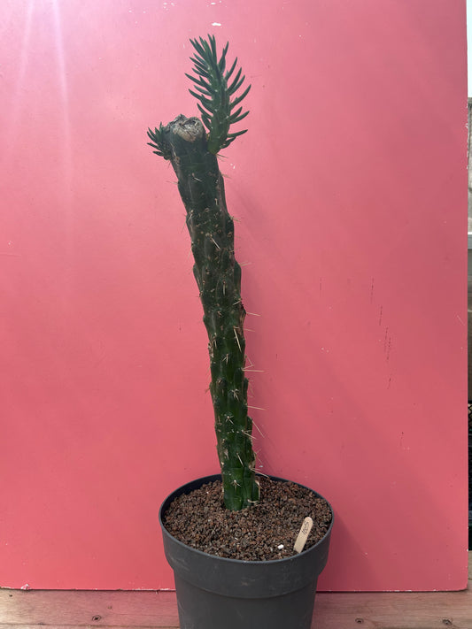 Austrocylindropuntia subulata (1005)