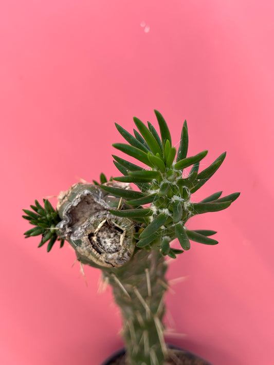 Austrocylindropuntia subulata (1005)