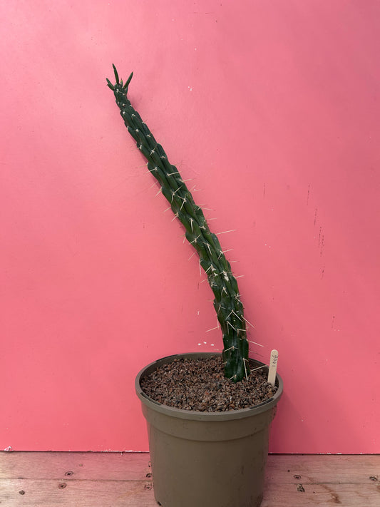 Austrocylindropuntia subulata (1006)