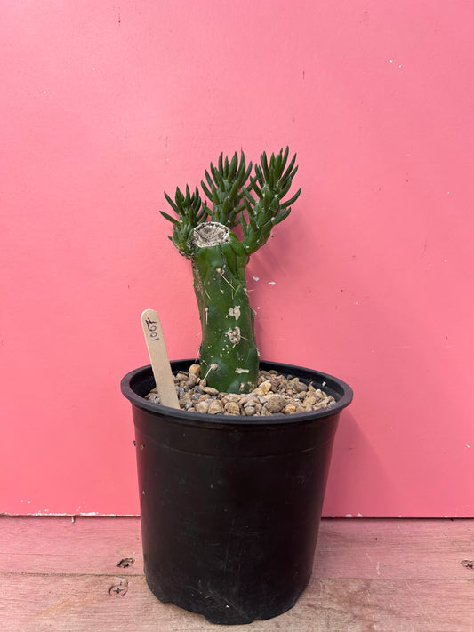 Austrocylindropuntia subulata (1007)