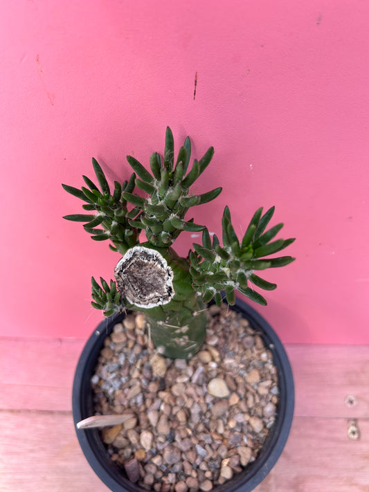 Austrocylindropuntia subulata (1007)