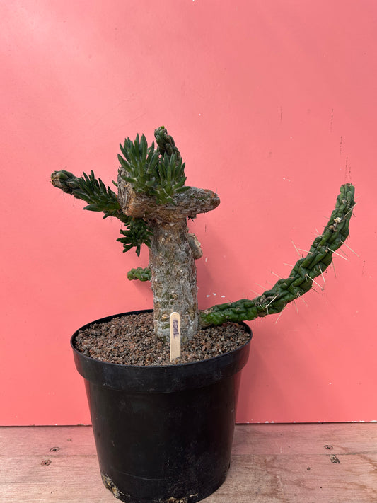 Austrocylindropuntia subulata (1008)