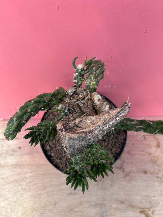Austrocylindropuntia subulata (1008)
