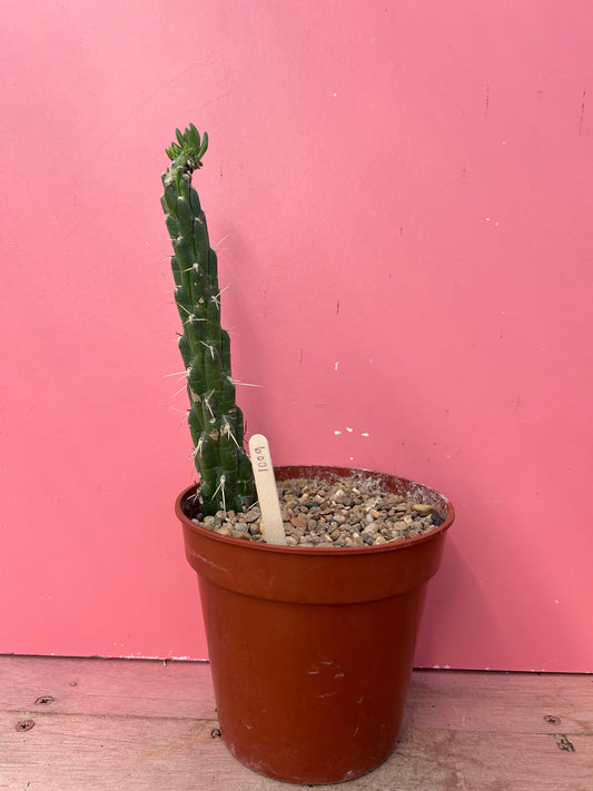 Austrocylindropuntia subulata (1009)