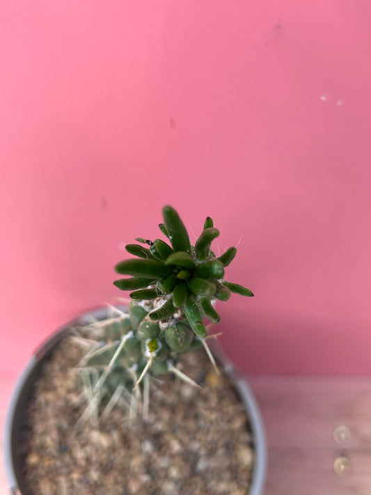 Austrocylindropuntia subulata (1012)