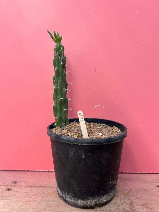 Austrocylindropuntia subulata (1013)