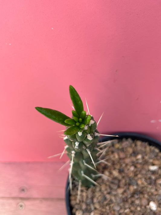 Austrocylindropuntia subulata (1013)