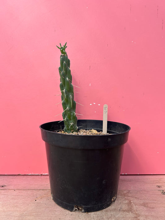 Austrocylindropuntia subulata (1015)
