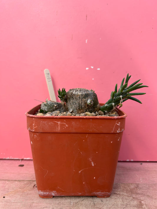 Austrocylindropuntia subulata (1016)