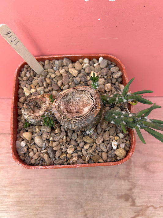 Austrocylindropuntia subulata (1016)