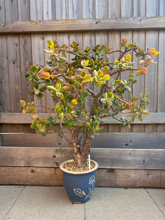 Crassula ovata XL 'Jade Tree' (1017) COLLECTION ONLY