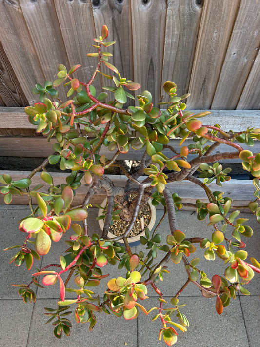 Crassula ovata XL 'Jade Tree' (1017) COLLECTION ONLY