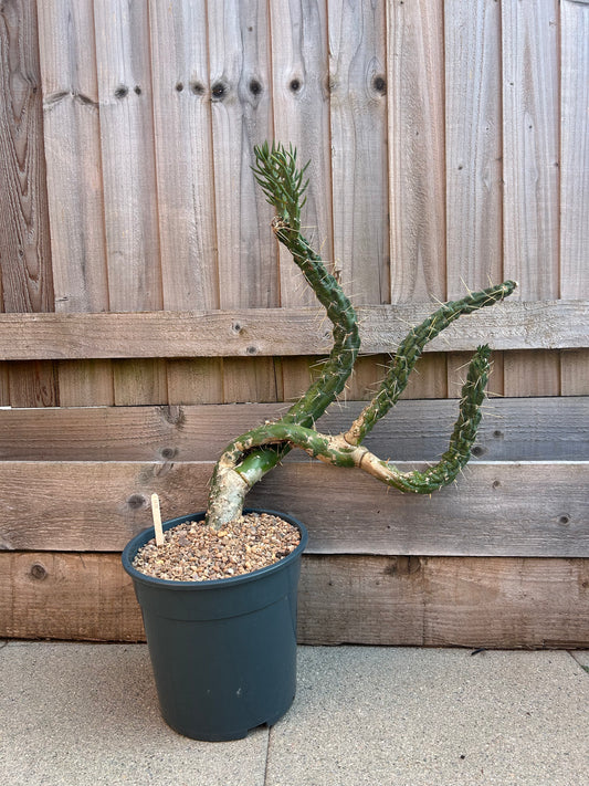 Austrocylindropuntia subulata (1011)