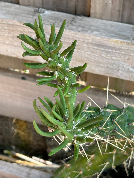 Austrocylindropuntia subulata (1011)