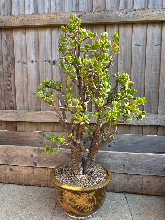 Crassula ovata XL 'Jade Tree' (1018) COLLECTION ONLY