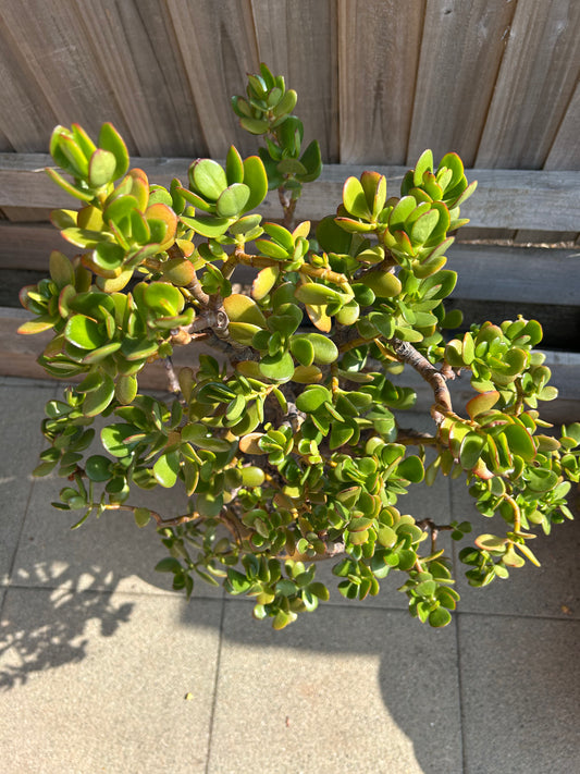Crassula ovata XL 'Jade Tree' (1018) COLLECTION ONLY