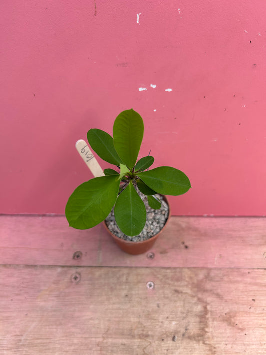 Euphorbia millii pup (1019)