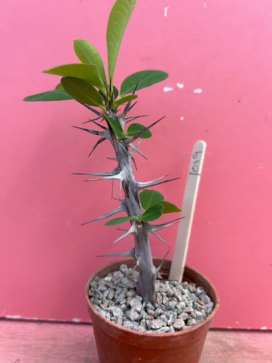 Euphorbia millii pup (1019)