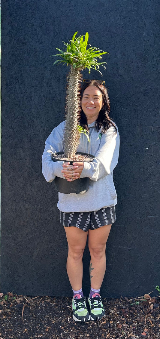 Pachypodium geayi (ET18B) COLLECTION ONLY