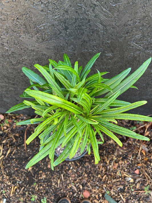 Pachypodium geayi (ET18B) COLLECTION ONLY