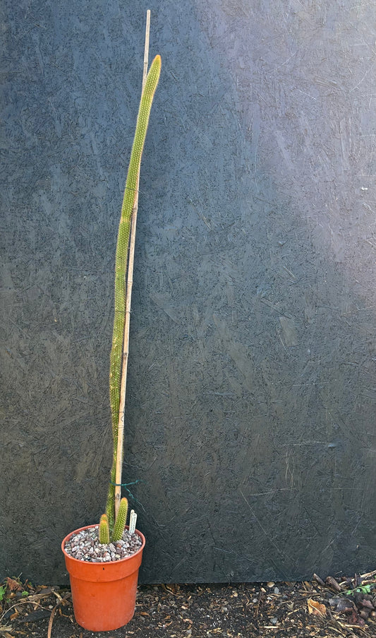 Bolivicereus samaipatanus (ET19) COLLECTION ONLY
