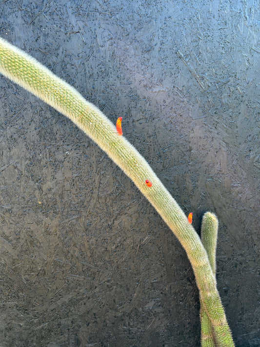 Cleistocactus orbiculata (ET21) COLLECTION ONLY