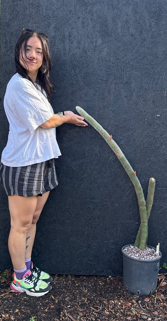 Cleistocactus orbiculata (ET21) COLLECTION ONLY