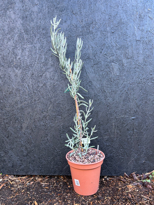 Cotyledon orbiculata (ET22) COLLECTION ONLY