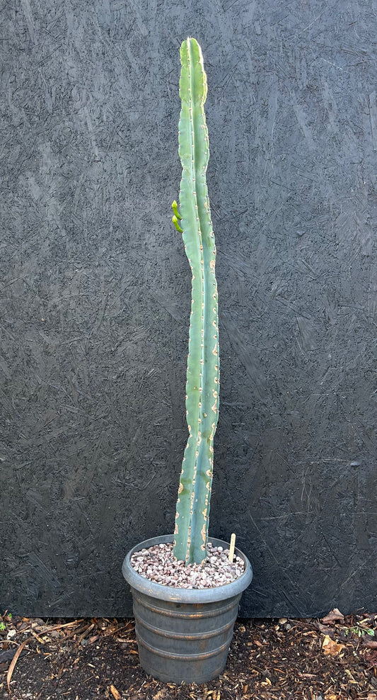 Cereus repandus (ET23) COLLECTION ONLY