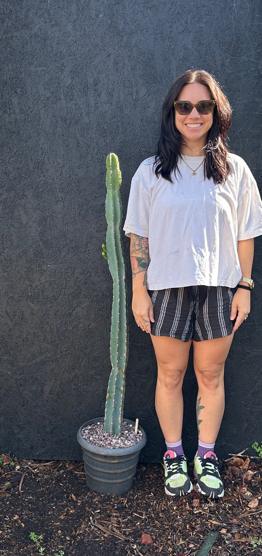 Cereus repandus (ET23) COLLECTION ONLY
