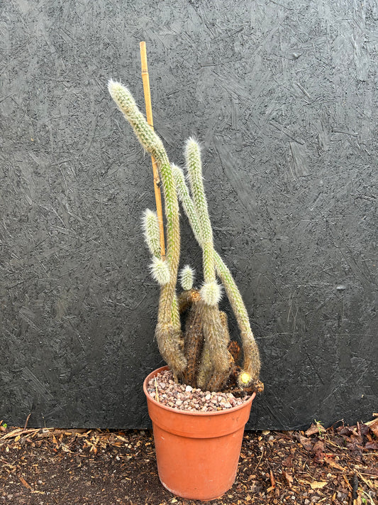 Cleistocactus strausii (ET25) COLLECTION ONLY
