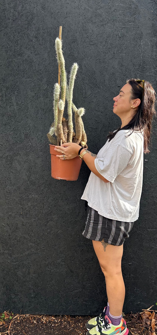 Cleistocactus strausii (ET25) COLLECTION ONLY
